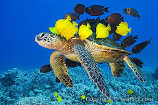 Adaptation Or Extinction Chelonia Mydas The Green Sea Turtle 